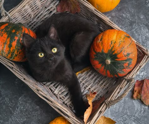 Black Cat Adoption, National Black Cat Day, Black Cat Day, Black Cat Appreciation Day, Fall Cats, Image Halloween, Black Cat Lover, Ninja Cats, A Black Cat