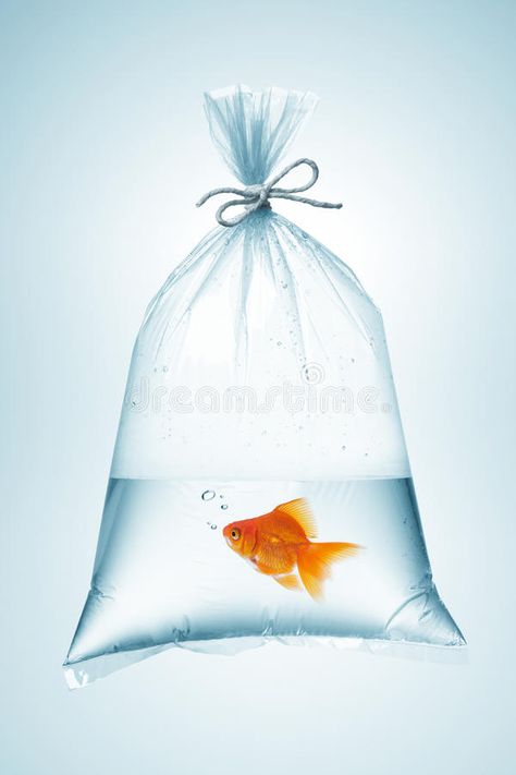 Goldfish in bag. Goldfish in plastic bag, tied with rope , #ad, #bag, #Goldfish, #plastic, #rope, #tied #ad Goldfish In Bag, Fish Tank Film, Rope Image, Childhood Memories 70s, Drawing Bag, Fish In A Bag, Vintage Memory, Art Challenge, Goldfish