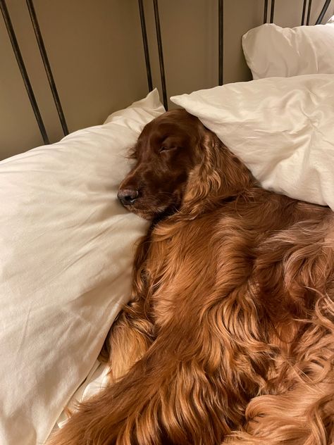 Irish Setter Aesthetic, Irish Setter Puppy, Irish Red Setter, Red Setter, Irish Setter Dogs, Irish Setters, Cute Puppy Pictures, Cute Dog Photos, Wire Fox Terrier