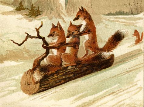 Foxes sledding - a great vintage image from The Graphics Fairy Sankta Lucia, Woodland Art Print, Art Fox, Postal Vintage, Woodland Art, Vintage Fox, Fox Illustration, Graphics Fairy, Images Vintage