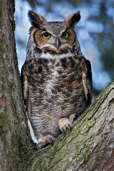 Great Horned Owl, (Bubo virginianus), also known as the Tiger Owl, is a large owl native to the Americas. It is an adaptable bird with a vast range and is the most widely distributed true owl in the Americas. Great Horned Owl Photography, Cat Mascot, Bob Cat, Beautiful Owls, Owl Photography, Arte Doodle, Owl Canvas, Owl Photos, Owls Drawing