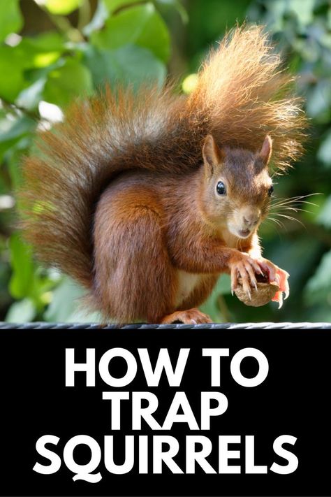 In this ultimate guide, we show you how to trap a squirrel that's been invading your attic or garden! Read more at OwnTheYard.com! Feminine Symbols, A Squirrel, Garden Pests, Squirrels, Mammals, Read More, Hunting, Home And Garden