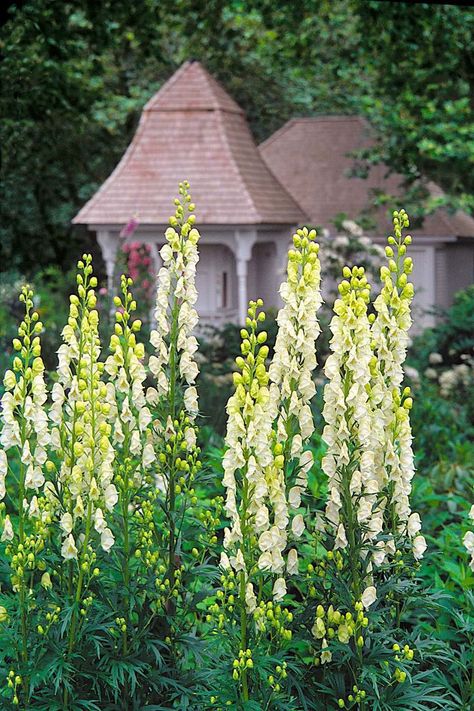 White Monkshood (Aconitum napellus 'Schneewittchen') is a striking feature in home flower gardens. Its towering spikes—to 5 ft. (1.5 m) tall, are festooned with oddly shaped, hooded flowers. Flowers and foliage pose a fatal health hazard if ingested, so avoid planting in garden areas visited by children or pets. Copyright ©2003 by Dolezal & Associates. All Rights Reserved. grownbyyou.com Landscaping Perennials, Aconitum Napellus, Live Earth, Building Raised Beds, Summer To Autumn, Perennial Flower, Garden Site, Gardening Landscaping, Greenhouse Plants