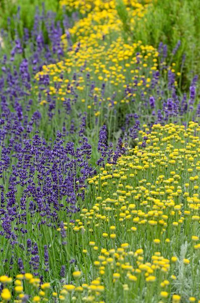 Santolina chamaecyparissus (Lavender Cotton) Lavender Cotton Plant, Santolina Plant, Santolina Chamaecyparissus, Dry Gardens, Cotton Lavender, Yellow Chartreuse, Mediterranean Gardens, Texas Landscaping, Lavender Cotton