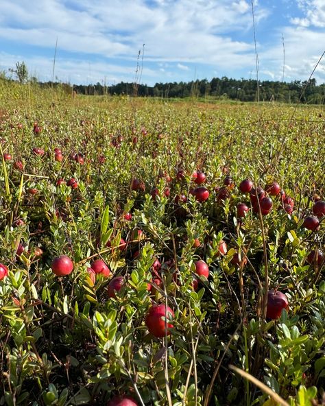 Weekend forecast: Sunny with a sprinkle of fun! Venture out of your comfort plans and take a day trip adventure to a local cranberry farm, Crane Estate for kayaking, or Hammond Castle! Which one are you choosing? Find more information and book your adventure on our website! #thingstodothisweekend #Boston #MAdaytrips Cherry Crest Adventure Farm, Fall In Burlington Vermont, Cranberry Farm, Hammond Castle, Cranberry Bog, Shelburne Farms Vermont, Crane Estate, Day Trip, Cranberry