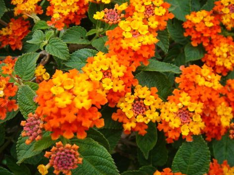 most poisonous flowers (4)_mini | Balcony Garden Web Lantana Camara, Kitchen Plants, Balcony Flowers, Garden Urns, Poisonous Plants, Sweet Fragrances, Little Garden, Balcony Garden, Summer Garden