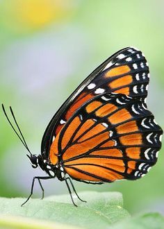 Viceroy Butterfly, Butterfly Photo, Beautiful Butterfly Photography, Butterfly Art Painting, Butterfly Photos, Beautiful Bugs, Butterfly Pictures, Butterfly Drawing, Butterfly Kisses