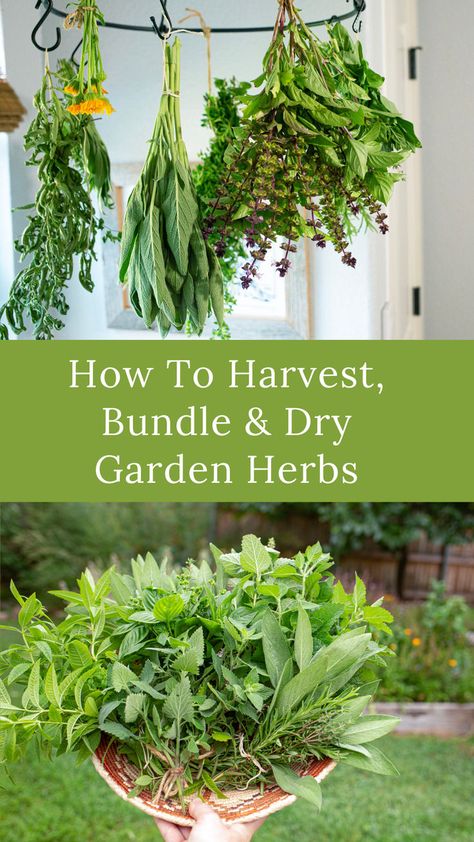 I love the convenience of having herbs right in my kitchen within reach. Once they are completely dry, I'll leave some hanging in bunches, but some I'll take apart and store the leaves in small jars as part of my homeade spice collection. Here's how I harvest and dry herb bundles and store them for winter. Drying Herbs Hanging Rack Diy, Dried Herb Bundles, Dried Herbs In Jars, Hanging Herbs To Dry, How To Dry Herbs Natural, Herb Bundles, Drying Fresh Herbs, Herb Gifts, Spice Collection