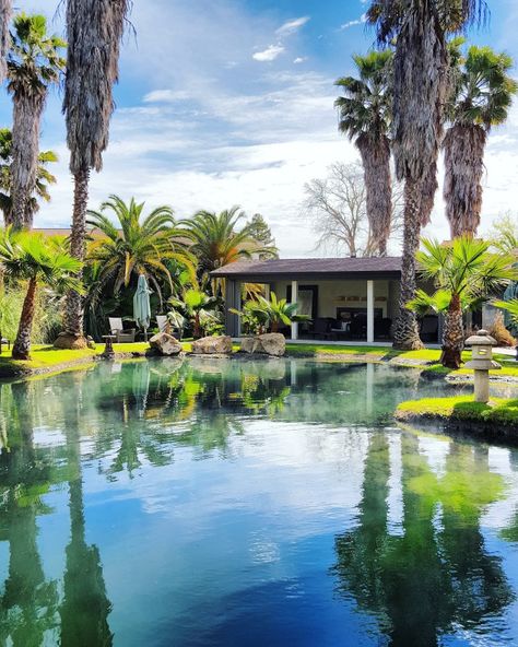 A Day Trip To Calistoga Bohemian Spa, Calistoga California, Tree Lined Driveway, Villa Pool, Beautiful Pink Flowers, Spring Resort, California Travel, Napa Valley, Resort Spa