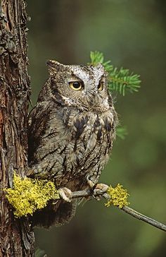 Western Screech Owl, Eastern Screech Owl, Awesome Owls, Nocturnal Birds, Screech Owl, Owl Photos, Owl Pictures, Beautiful Owl, Owl Lovers