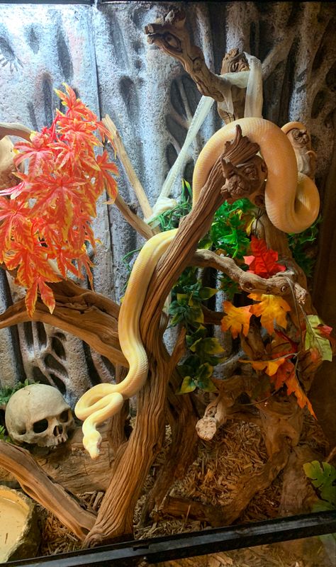 Snake Enclosure Ideas Ball Python, Snake Exhibit, Snake Tank Decor, Snake Cage Ideas, Snake Terrarium Ideas Ball Python, Ball Python Terrarium Ideas, Snake Terrarium Ideas, Ball Python Enclosure Ideas, Snake Enrichment