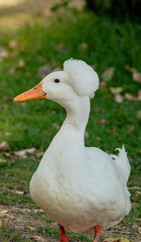 Crested Duck Breed: Appearance, History, and Care - Know Your Chickens Dream Vegetable Garden, Crested Duck, Duck Skull, Unique Birds, Big Farm, Dream Farm, Doodles Drawings, Cute Doodles Drawings, Emu