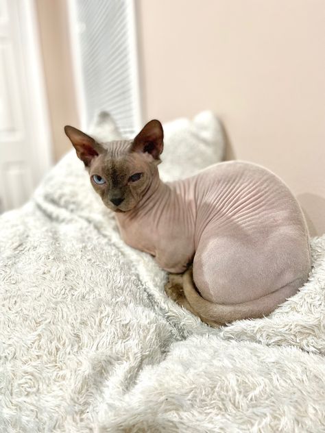 Hair less cat. Bald cat. #cat #baldcat #hairlesscat #pets #love #animals #cozy #fall Bald Cats Cute, Bald Cat, Creepy Animals, Cat Heaven, Therapy Cat, Sphynx Cats, Cat Whisperer, Cat Exercise, Cat Puns