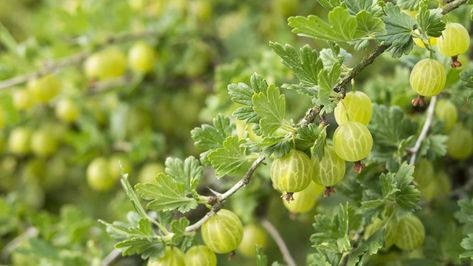 When Are Gooseberries Ready To Pick? | Horticulture.co.uk Gooseberry Chutney, Gooseberry Bush, Mixed Berry Jam, Berry Jam, Incredible Edibles, Ripe Fruit, Summer Berries, Forest Garden, Rhubarb