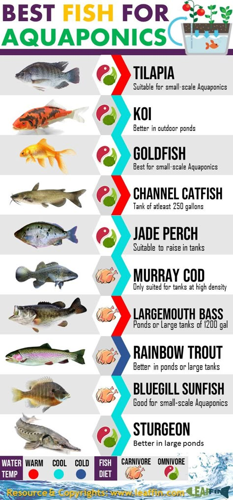 Learn about the top 10 Aquaponics Fish available today. Pick the best fish for your Aquaponics system based on the information we provide on fish. #aquaponics #aquaponicsfish #Fish #Tilapia #Koi #Goldfish #Jadeperch #MurrayCod #Catfish #Bass #Largemouth #Trout #Sturgeon #Bluegill #Sunfish Best Fish For Aquaponics, Aquaponics Greenhouse, Backyard Aquaponics, Taman Air, Aquaponics Fish, Aquaponics Diy, Outdoor Ponds, Hydroponic Farming, Hydroponics Diy