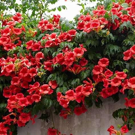 Campsis Red Trumpet 2L 60cm Tall Hardy Climbing Plant : Amazon.co.uk: Garden & Outdoors Trumpet Vine Flower, Perennial Flower, Plants Uk, Plant Care Instructions, Flower Blooming, Trumpet Vine, Garden Vines, Climbing Vines, Climbing Plants