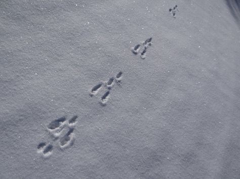 rabbit tracks in snow | rabbit tracks in the snow | A {tiny} Cottage in the Woods Bunny Tracks, Rabbit Tracks, Snow Tracks, Animals In Winter, Winter Rabbit, Artistic Landscape, Winter Farmhouse, Wood Burn Designs, Maroon Bells