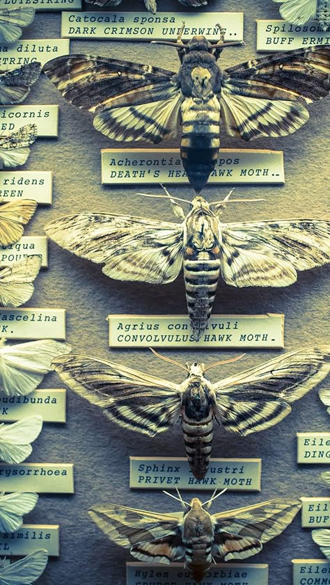 Insects: The taste of Petrol and Porcelain | Brighton Booth Museum Butterfly Taxidermy, Bug Collection, Insect Collection, Vulture Culture, Natural Curiosities, Creepy Crawlies, Insect Art, Arachnids, Bugs And Insects