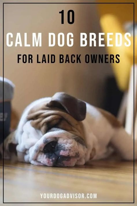 Whether you’re an introvert, you’re retired, or you’re just not very active, you’re going to love our list of 10 calm dog breeds. But what exactly is a calm dog breed and how will one of our below calm dog breeds fit into your home and lifestyle? Low Energy Hypoallergenic Dogs, Low Energy Dogs Breeds, Calmest Dog Breeds, Mini Dogs Breeds, Therapy Dogs Breeds, Low Energy Dogs, Chug Dog, Lazy Dog Breeds, Calm Dog Breeds