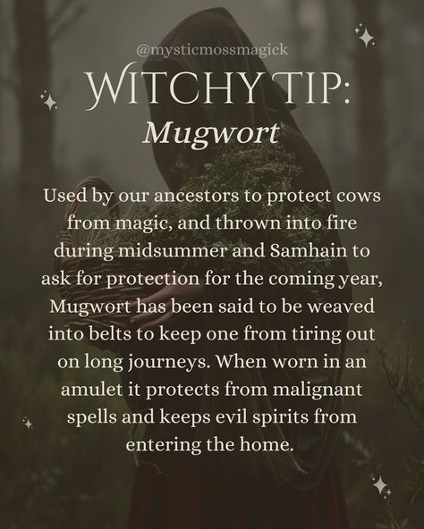 Not only used as a protector of ill intended spells and magics against someones property, animals and spirit, mugwort is also used to enhance intuition, and the ability to see and understand spirits. Mugwort is one of the essential witches that invoked clairvoyance and visions, mugwort can also purify, cleanse, strengthen, bless and bring awareness. 🌿✨🍂🌙 . . . #mugwort #witches #witch #witchy #witchcraft #witchlife #herbmagic #greenwitch #kitchenwitch #cottagewitch #hearthwitch #divinationwit... Soul Of A Witch, Mugwort Uses, Mugwort Witchcraft, Wicca Knowledge, Elemental Spells, Glamour Witch, Witchcraft Knowledge, Herb Magic, Medicinal Herbs Remedies