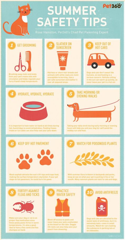 pet summer safety Safety Infographic, Summer Safety Tips, Cat Infographic, Tips For Dogs, Summer Safety, Cat Care Tips, Dog Safety, Dog Care Tips, Pet Care Tips