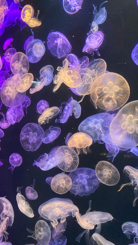 #jellyfish #colorful #purple #aesthetic Purple Jellyfish Aesthetic, Purple Jellyfish Wallpaper, Jellyfish Wallpaper Aesthetic, Ocean Beach Aesthetic, Aesthetic Purple Wallpaper, Jellyfish Aesthetic, Sea Life Wallpaper, Purple Jellyfish, Aesthetic Jellyfish