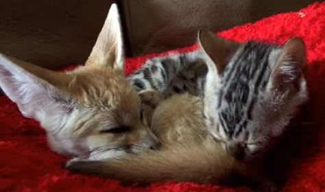 Watch This Sweet And Caring Kitten Grooming Her Little Fox Friend Baby Animal Videos, Bengal Kitten, Fennec Fox, Sleeping Kitten, Bengal Cats, Kitten Care, Big Animals, Kitten Love, Kittens Playing