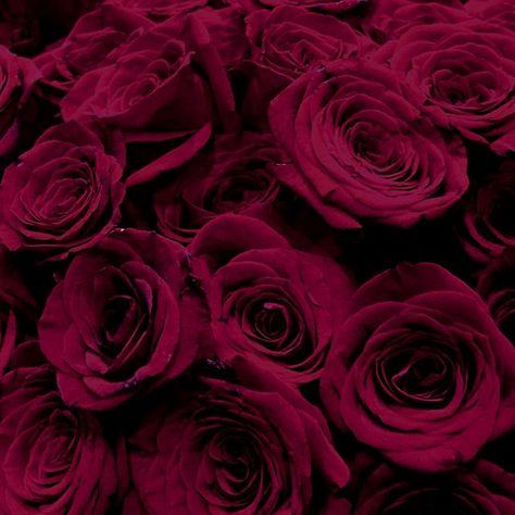 Burgundy Roses - beautiful  romantic deep maroon red roses . Classic crimson red floral photo. Available on 56 products. Dark Red Aesthetic, Maroon Aesthetic, Burgundy Aesthetic, Burgundy Roses, Red Roses Wallpaper, Dark Red Roses, Violet Aesthetic, Lucky Colour, Burgundy Flowers