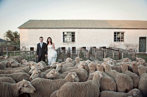 #Karoo #wedding Karoo Wedding, Film Shots, Africa Trip, International Photography Awards, Smell Of Rain, South African Weddings, Still In Love, Photography Awards, Black Sheep