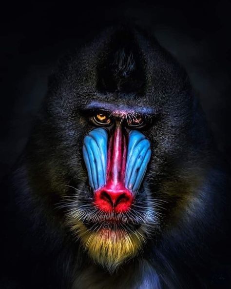 Mandrill Monkey, Creepy Old Photos, George Melies, American Flag Eagle, Monkey Pictures, Mandrill, Wild Animals Pictures, Animals Pictures, Rare Animals