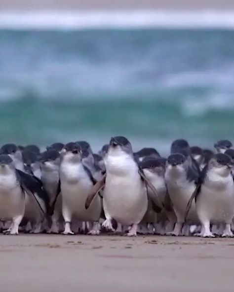 TripAdvisor on Instagram: “Yes, that’s a penguin parade. Every night, hundreds of wild fairy penguins waddle back to their nests on Phillip Island in Australia after…” Penguin Parade, Penguins, Melbourne, Trip Advisor, Australia, Animals, Travel, Instagram