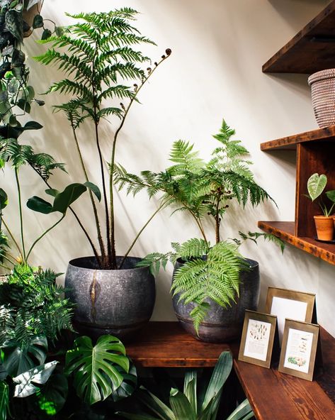 Beautiful Balconies, Best Indoor Trees, Big Indoor Plants, Ferns Care, Indoor Plants Low Light, Indoor Oasis, Dream Plants, Plant Corner, Palm Green