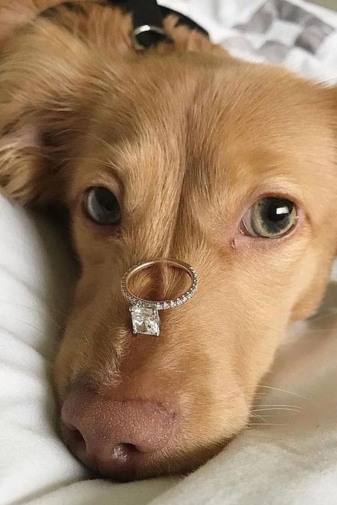 Puppy Proposal, Dog Proposal, Birkin Mom, Photos With Dog, Proposal Photos, Engagement Announcement, Vanilla Girl, Photo Couple, Old Money Aesthetic