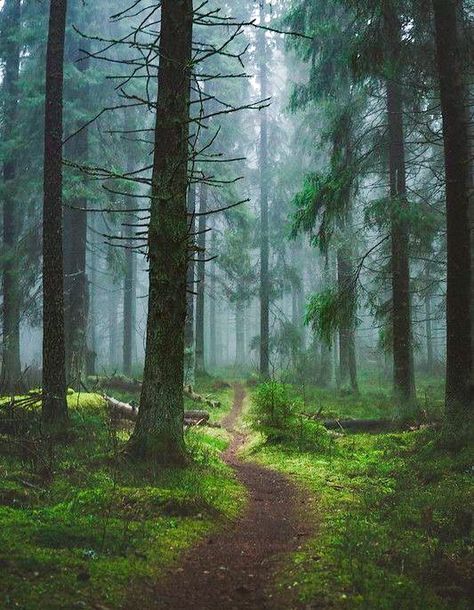 🇫🇮 Path in the forest (Finland) by Niilo Isotalo cr. Fantasy Huntress, 숲 사진, Forest Glade, Moody Nature, Dark Naturalism, Dark Green Aesthetic, Forest Path, Misty Forest, Forest Photography