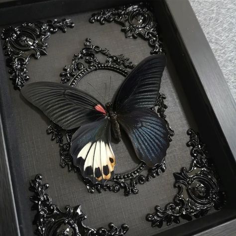 Butterfly Frame Background, 333 Painting, Black Butterfly Art, Taxidermy Aesthetic, Cocoon Art, Caterpillar Cocoon, Bug Taxidermy, Halloween Gallery Wall, Gothic Butterfly