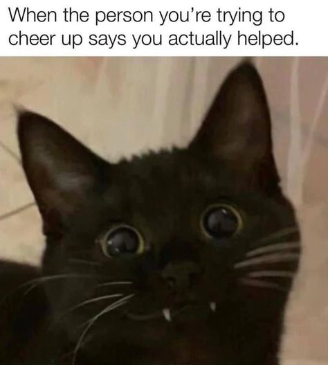 Pawsome Cattos - Cats/Kittens on Instagram: “so cute Follow @purrgattos for more memes🐾                                                             . . . . #cat #catlovers…” Funny Animal Jokes, Funny Animal Memes, Wholesome Memes, Cute Memes, Funny Cute Cats, Animal Jokes, Silly Cats, Cheer Up, Funny Animal Pictures