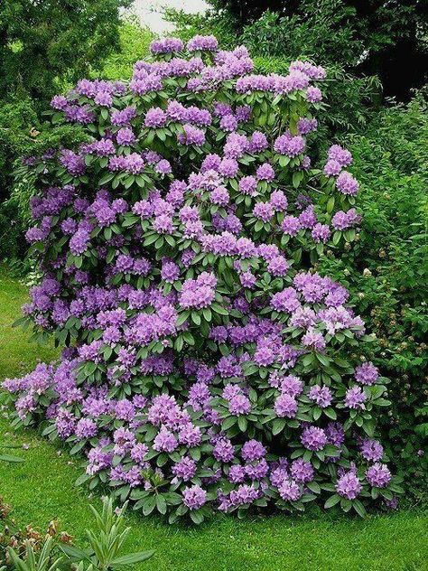 ✧ Mesmerizing Nature ✧ Rhodendron Bush, Purple Flower Bush, Rhododendron Purple, Rhododendron Bush, Bushy Plants, Flower Bush, Flowering Bushes, Gardens Ideas, Santa Cruz Mountains