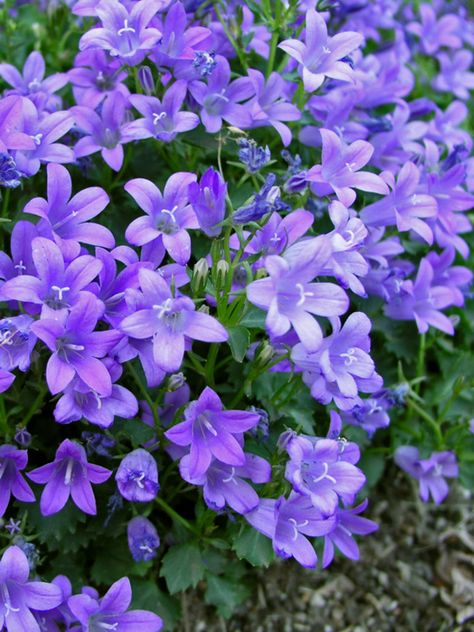 Campanula Bavarian Blue -- Bluestone Perennials Campanula Flowers, Flower Garden Plans, Garden Flowers Perennials, Garden Flower Beds, Blue And Purple Flowers, Flower Landscape, Ground Cover Plants, Perennial Garden, Flowers Perennials