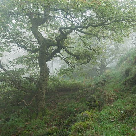 Dark Naturalism, Foggy Forest, Fairy Aesthetic, Arte Inspo, The Maze Runner, Forest Fairy, Fairy Grunge, Maze Runner, Nature Aesthetic