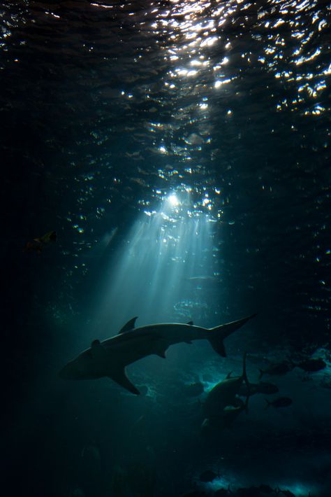 "sharks patrol these waters" | Oceanário de Lisboa #783 | Flickr Animals In Water, Oceancore Aesthetic, Shark Aesthetics, Basic Wallpapers, Deep Underwater, Shark Wallpaper, Dinosaur Age, Shark Photos, Shark Pictures