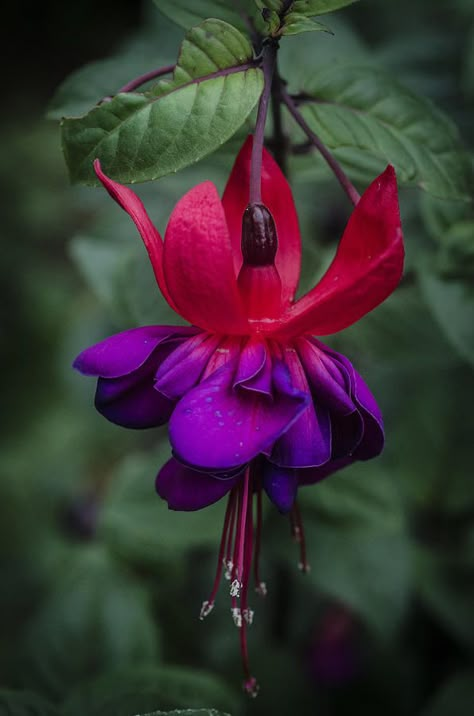 Fuschia Flower, Fuchsia Flower, Fuchsia Flowers, Orchid Arrangements, Exotic Flowers, Flower Photos, Cool Plants, Flower Pictures, Amazing Flowers