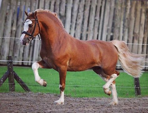 Welsh Ponies, Welsh Pony And Cob, Kathiyawadi Horse, Marwari Horses, Horse Poses, Pony Breeds, Welsh Pony, Shetland Pony, Horse Coats