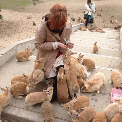 Okunoshima, Japan. "Rabbit Island" so basically there are rabbits everywhere that you can feed and pet and stuff it's overrun by rabbits @Ashley Walters Walters Walters Walters Schneider Rabbit Island, Go To Japan, Small Animals, Naha, Baby Bunnies, Hamsters, Guinness, 귀여운 동물, Cuteness Overload