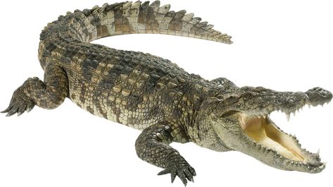 Crocodile Tattoo, Crocodile Animal, Saltwater Crocodile, Photo Clipart, Crocodile Shoes, Crocodiles, Crocodile Leather, Animals Images, Reptiles