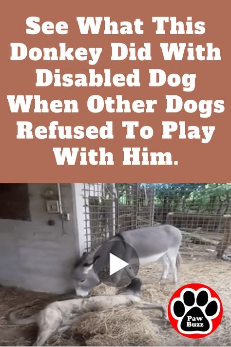 What the donkey did was Unbelievable, but the farmer knew all along...😮💕 Sloth Video, Funny Donkey Pictures, Pet Donkey, Unbelievable Pictures, Unusual Animal Friendships, Strange Animals, Baby Donkey, Disabled Dog, Cute Donkey