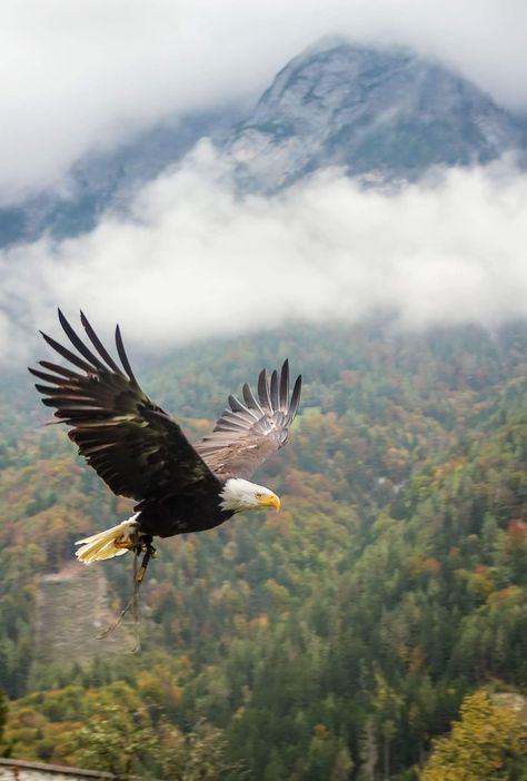 Eagle Drawing, Eagle Images, Eagle In Flight, Eagle Painting, Eagle Wallpaper, Eagle Pictures, Bird Pictures, Animal Sketches, Birds Of Prey