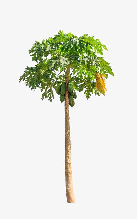 Papaya Plant, Beautiful Paintings Of Nature, Palm Tree Png, Papaya Art, Papaya Tree, Fruit Png, Bus Skin Design, Papaya Fruit, Green Papaya