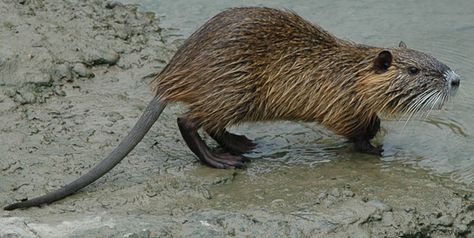 Nutria Rat.  Looks ADORABLE Nutria Rat, Beaver Trapping, Rat House, River Rat, Animal Reference, The View, Rats, Bugs, Going Out