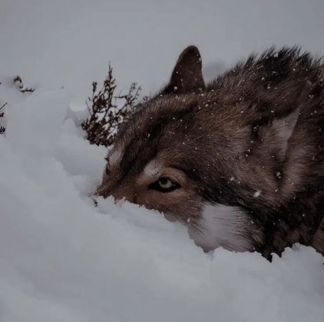 A Wolf, The Snow