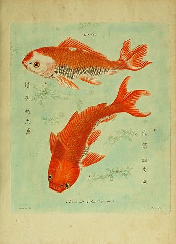 Cows, Fox Hunting, and Mushrooms...oh my! - Goldfish Art, Feng Shui Art, Koi Art, Art Chinois, Art Deco Illustration, Carpe Koi, Fish Wall Art, Art Ancien, Ocean Decor